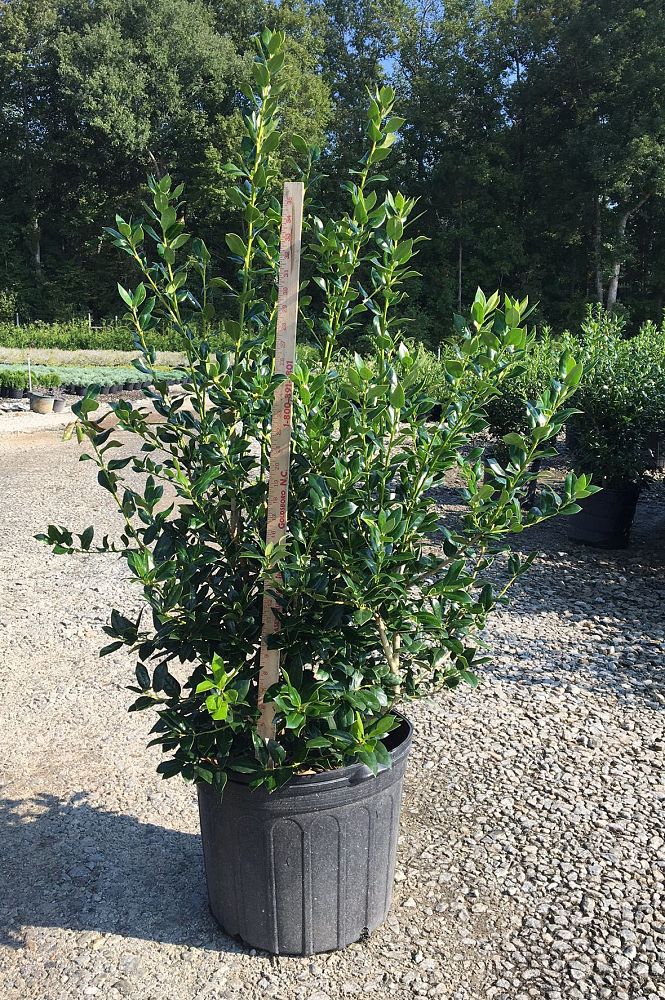 Currin's Nursery, Inc. | plantANT.com