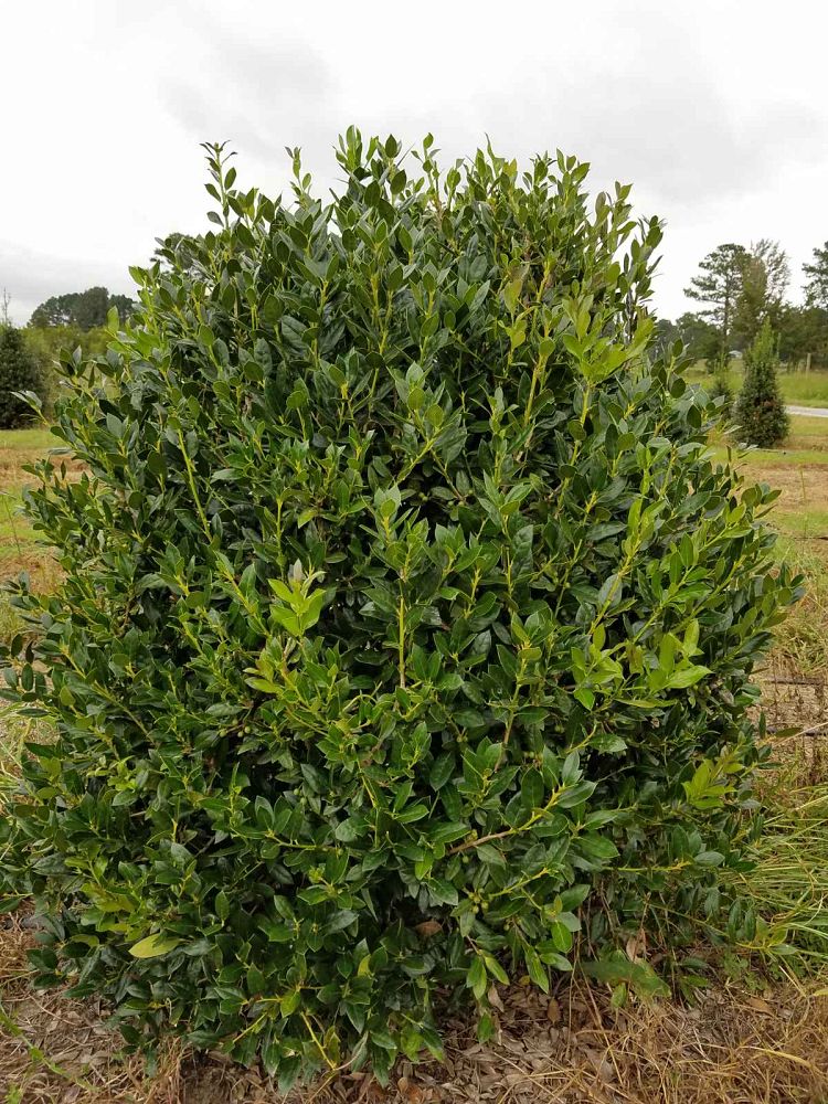 ilex-cornuta-needlepoint-chinese-holly-horned-holly