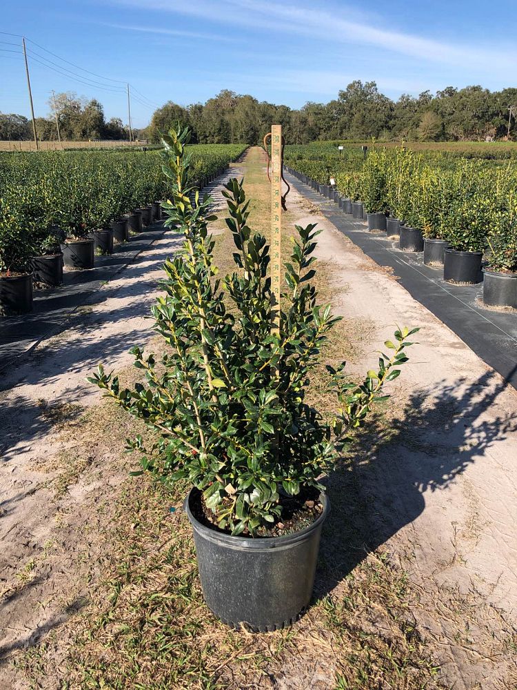 Brantley Nurseries | plantANT.com