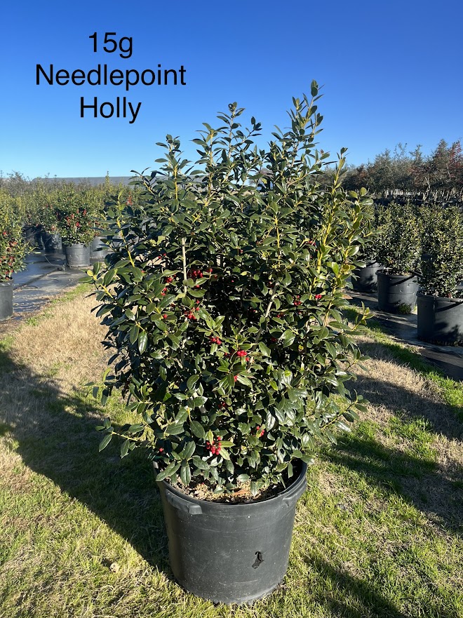 ilex-cornuta-needlepoint-chinese-holly-horned-holly