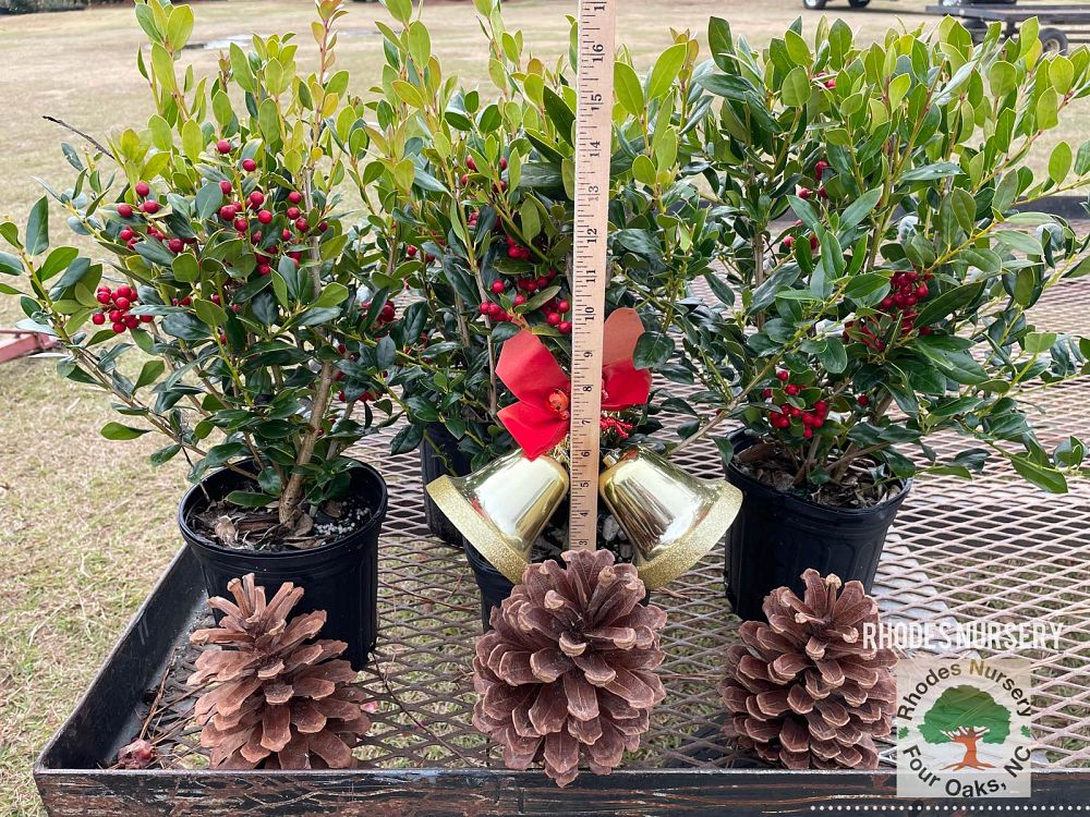 ilex-cornuta-needlepoint-chinese-holly-horned-holly