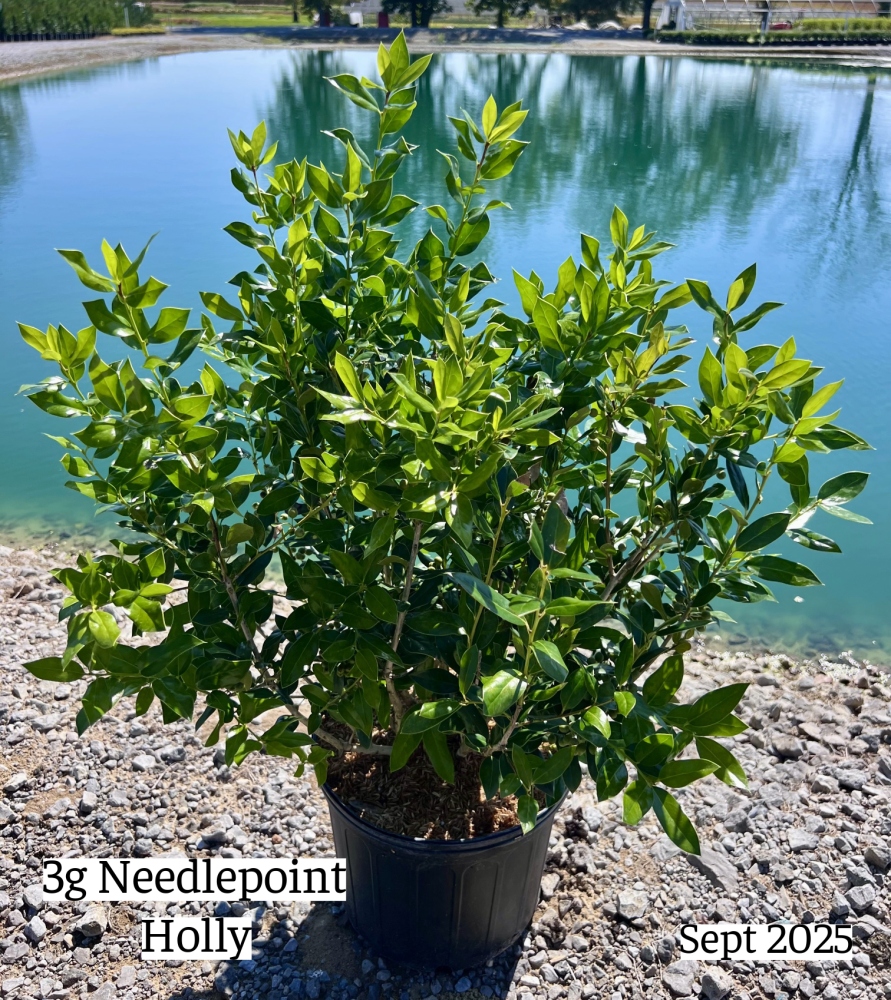 ilex-cornuta-needlepoint-chinese-holly-horned-holly