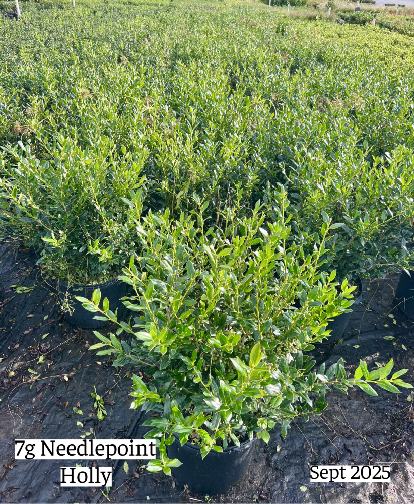 ilex-cornuta-needlepoint-chinese-holly-horned-holly