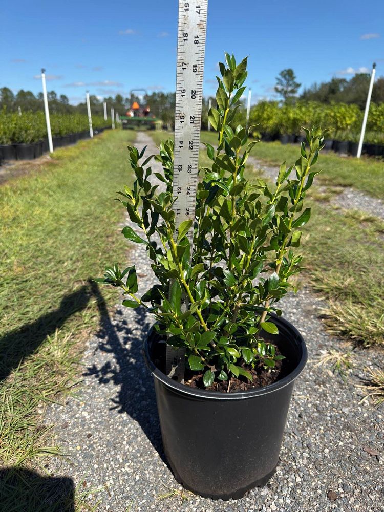 ilex-cornuta-needlepoint-chinese-holly-horned-holly