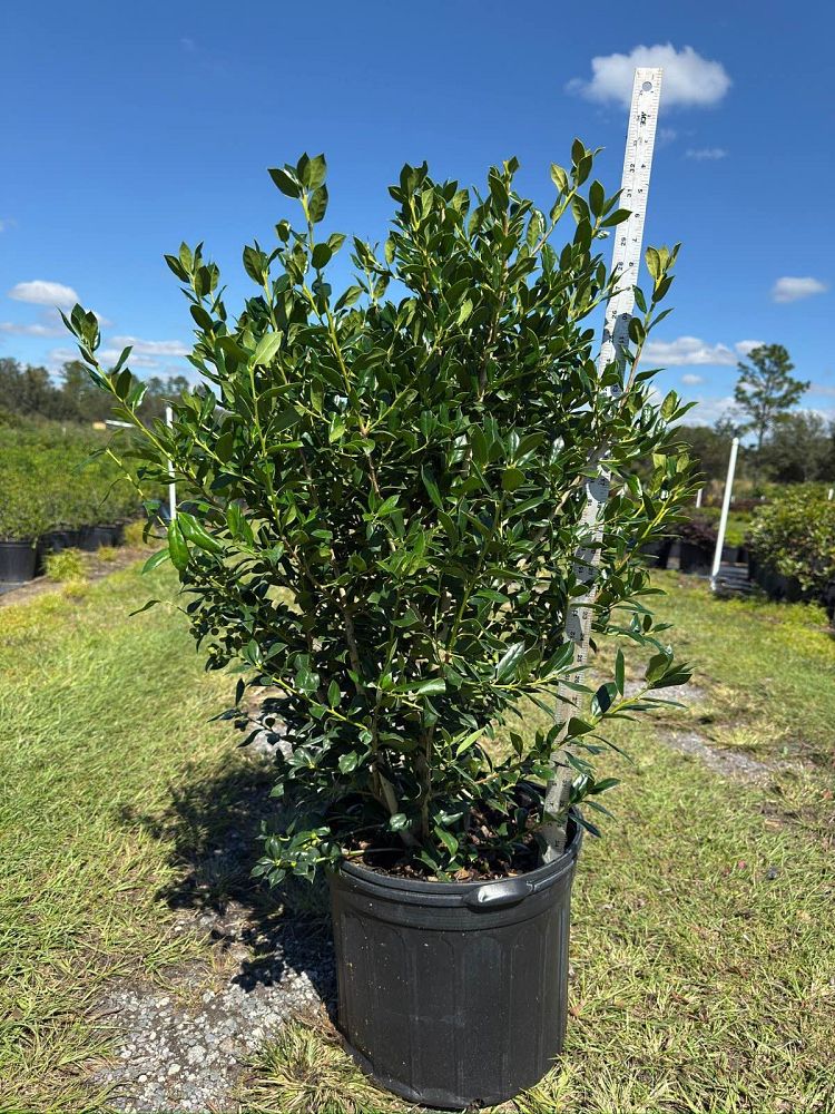 ilex-cornuta-needlepoint-chinese-holly-horned-holly