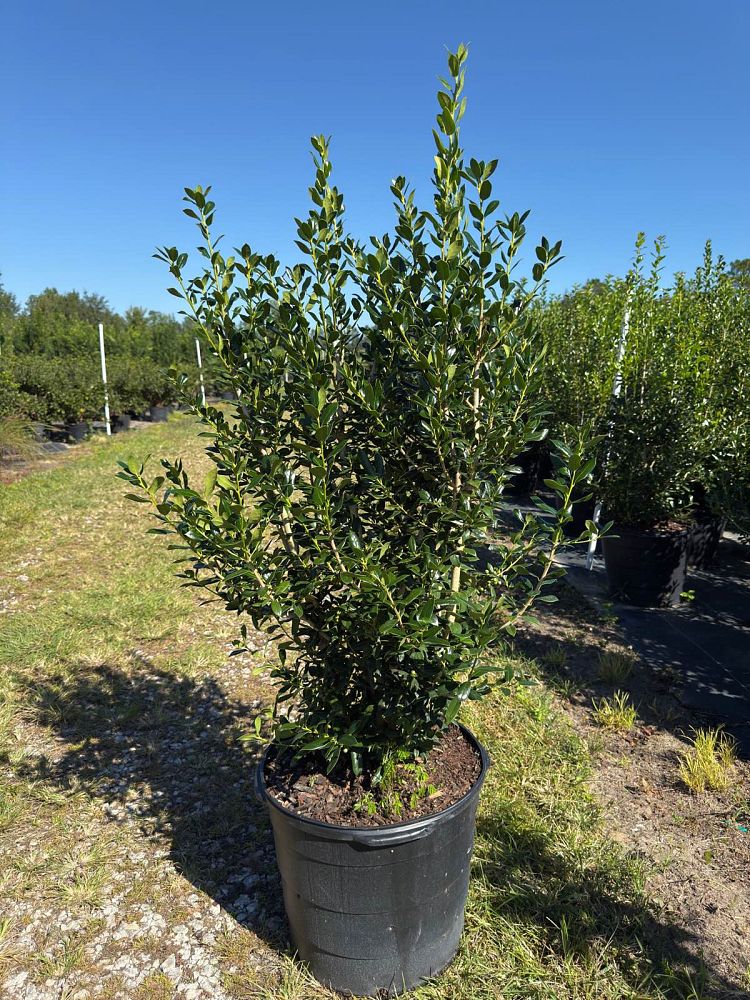 ilex-cornuta-needlepoint-chinese-holly-horned-holly