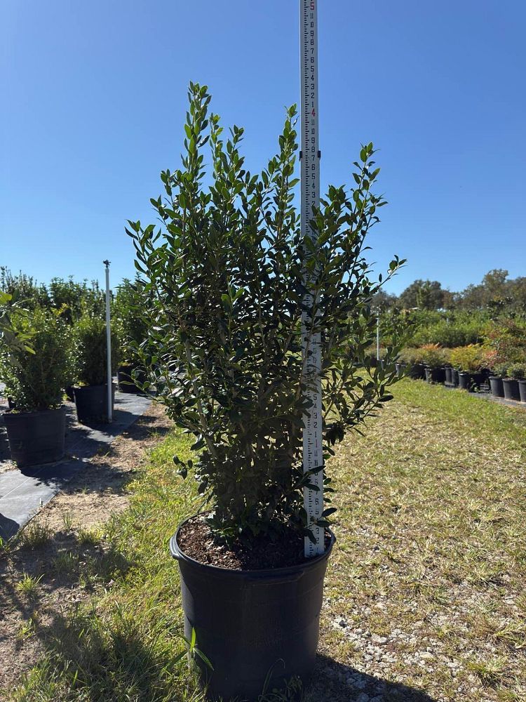 ilex-cornuta-needlepoint-chinese-holly-horned-holly