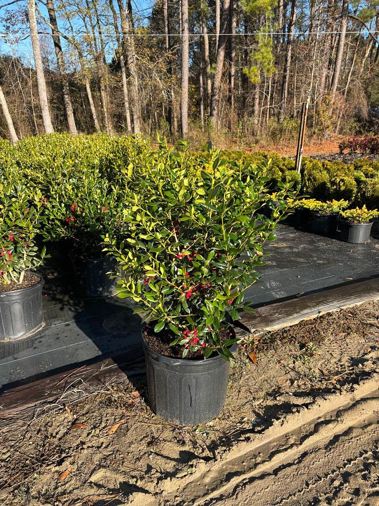 ilex-cornuta-needlepoint-chinese-holly-horned-holly