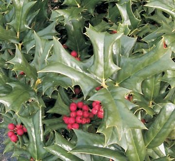 ilex-cornuta-rotunda-chinese-holly-horned-holly