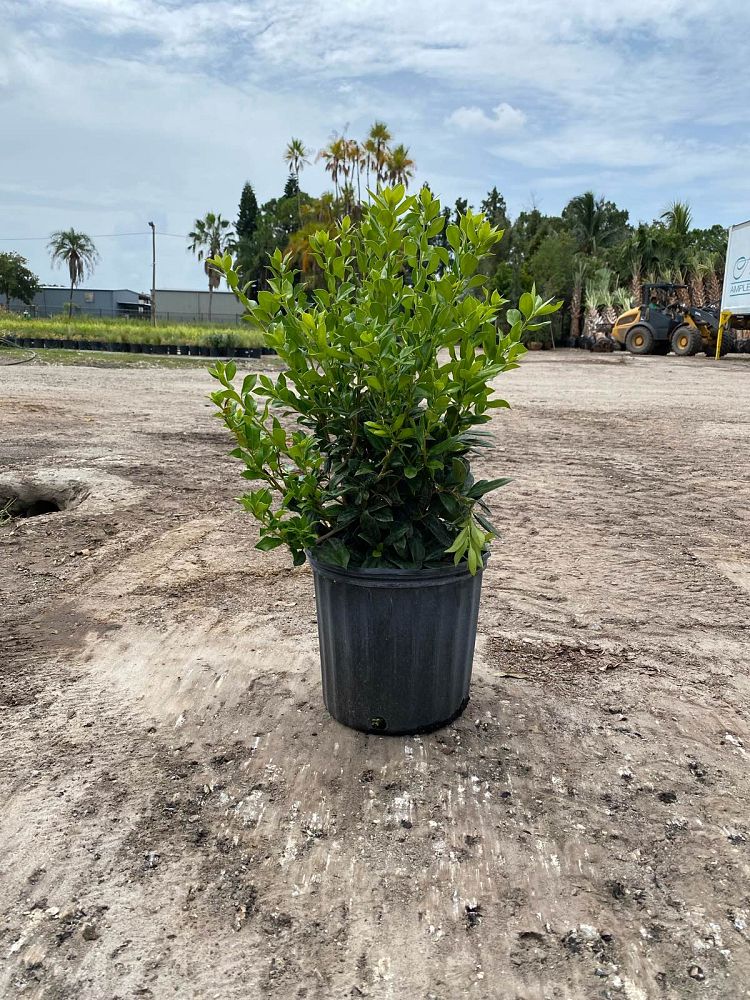 ilex-cornuta-rotunda-chinese-holly-horned-holly