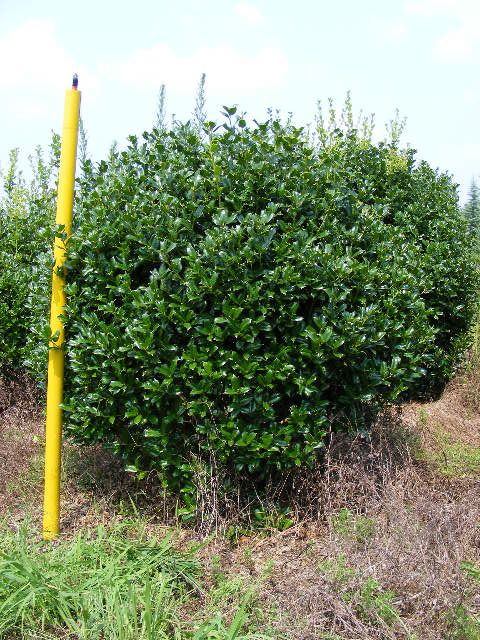 ilex-cornuta-sizzler-chinese-holly-horned-holly