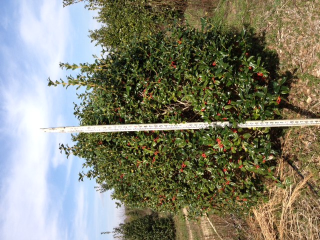 ilex-cornuta-sizzler-chinese-holly-horned-holly