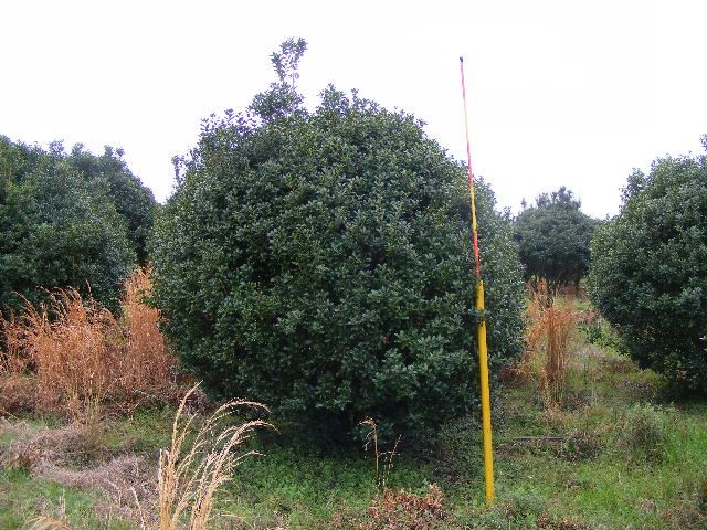 ilex-cornuta-sizzler-chinese-holly-horned-holly