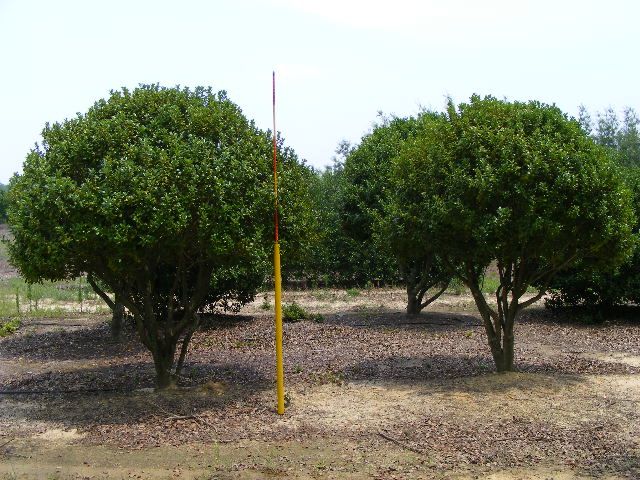 ilex-cornuta-sizzler-chinese-holly-horned-holly