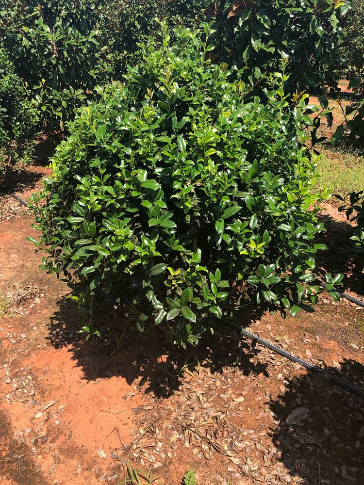 ilex-cornuta-sizzler-chinese-holly-horned-holly