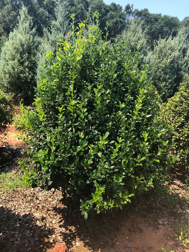 ilex-cornuta-sizzler-chinese-holly-horned-holly