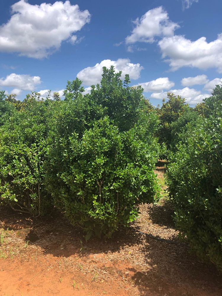 ilex-cornuta-sizzler-chinese-holly-horned-holly