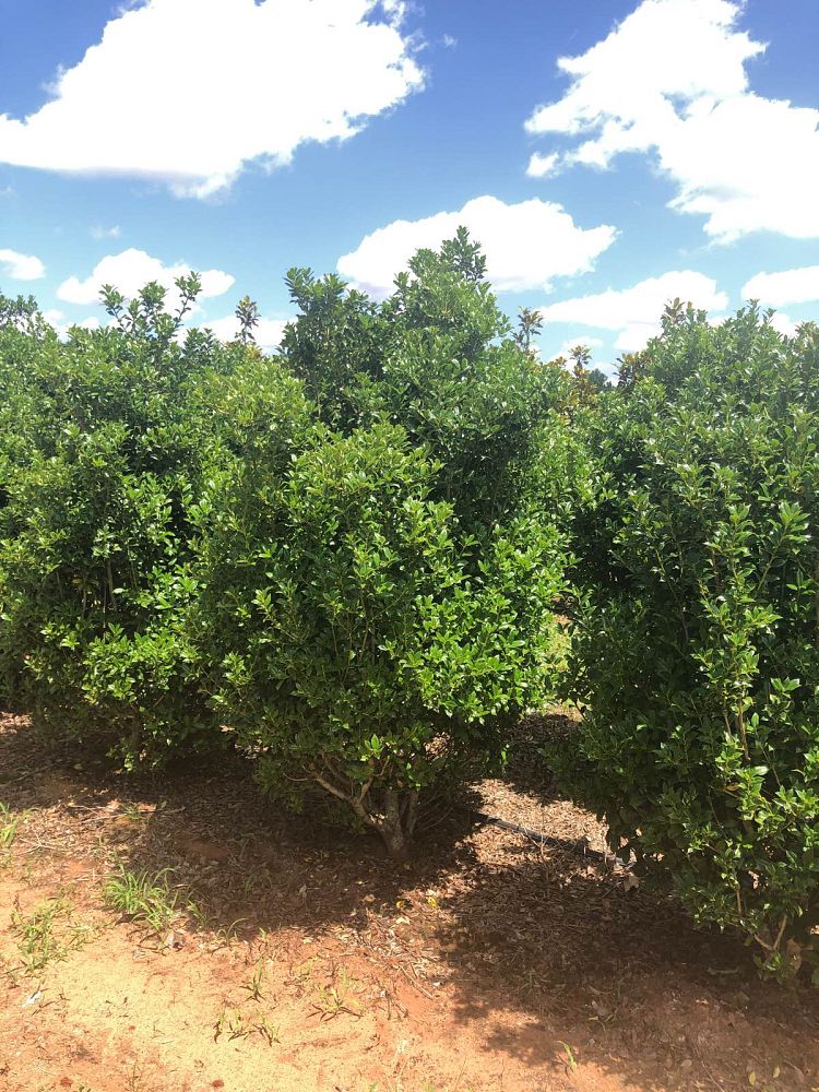 ilex-cornuta-sizzler-chinese-holly-horned-holly
