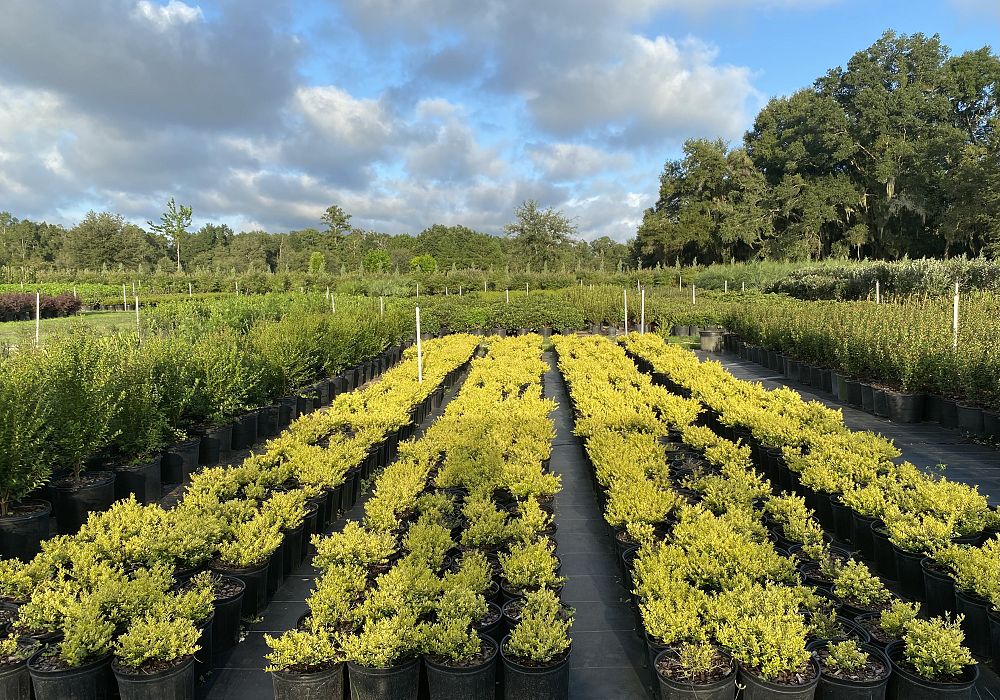 ilex-crenata-adorned-touch-of-gold-reg-japanese-holly