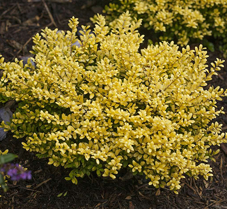 ilex-crenata-annys1-brass-buckle-reg-japanese-holly