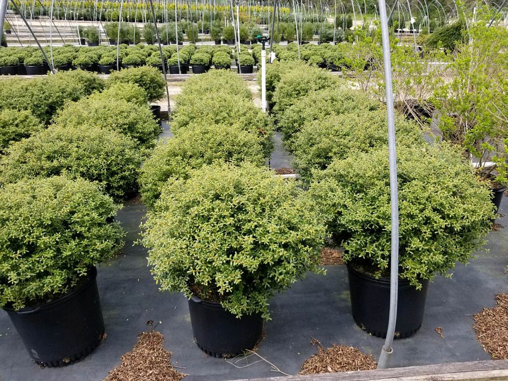 New Life Nursery, Inc.