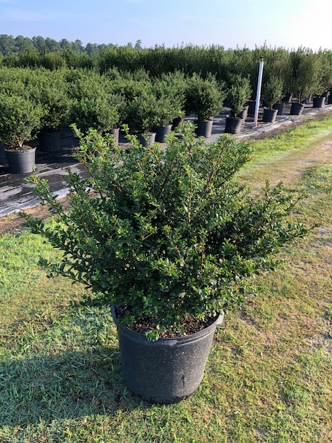 ilex-crenata-bennett-s-compacta-japanese-holly