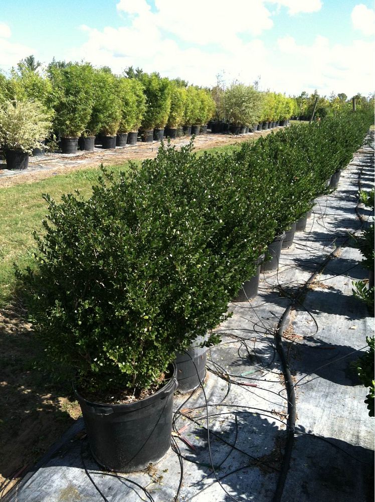 ilex-crenata-compacta-japanese-holly