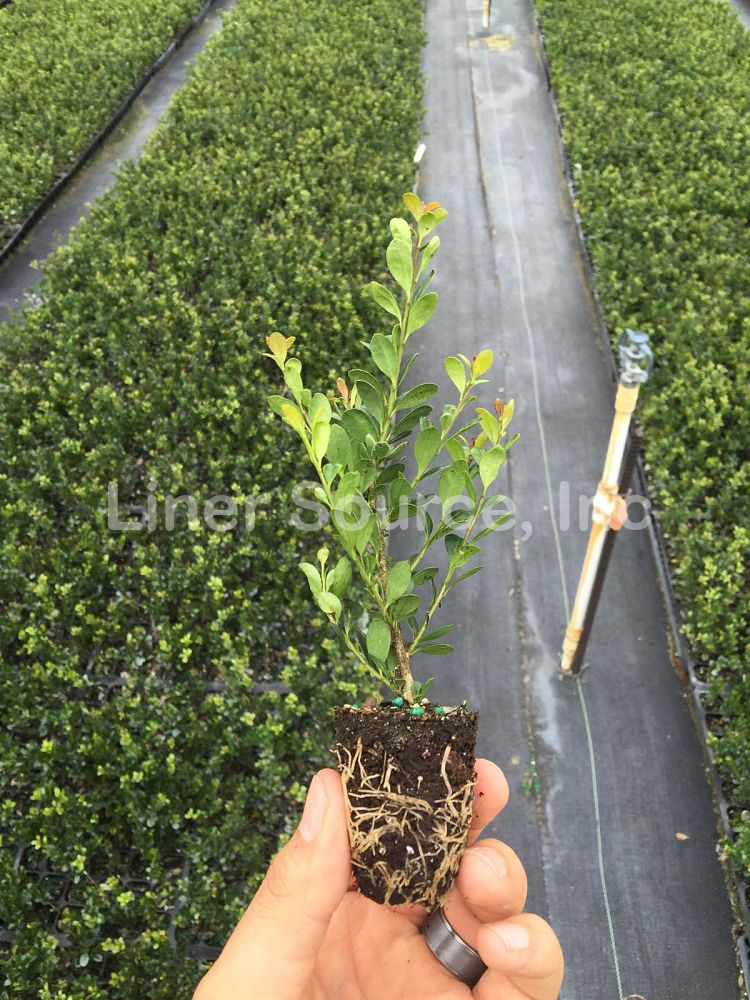 ilex-crenata-compacta-japanese-holly