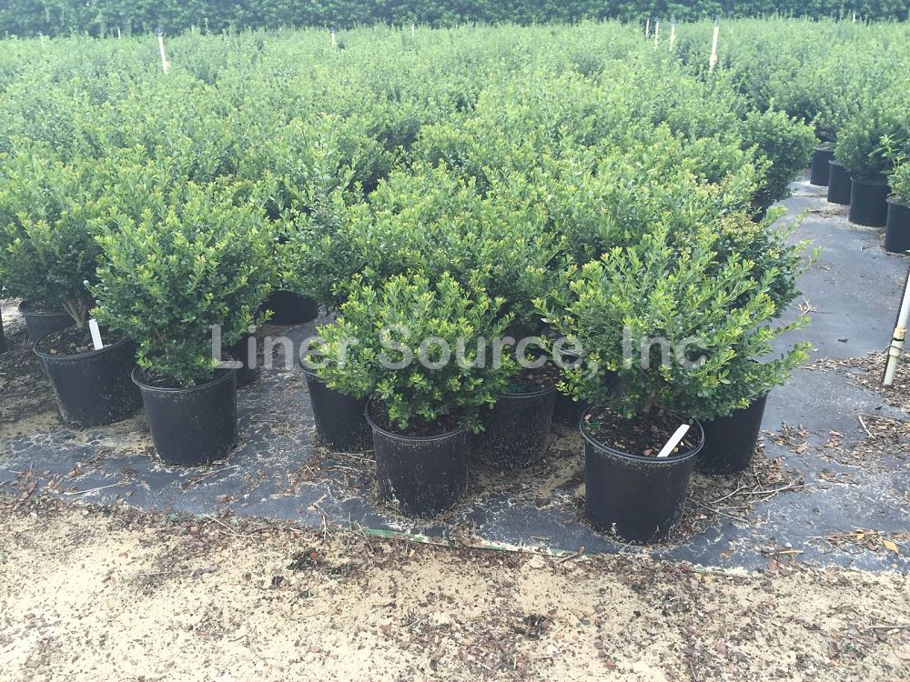 ilex-crenata-compacta-japanese-holly
