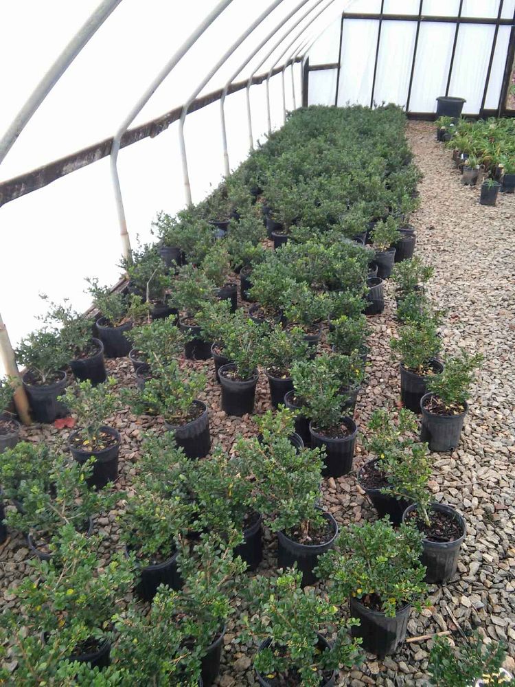 ilex-crenata-compacta-japanese-holly