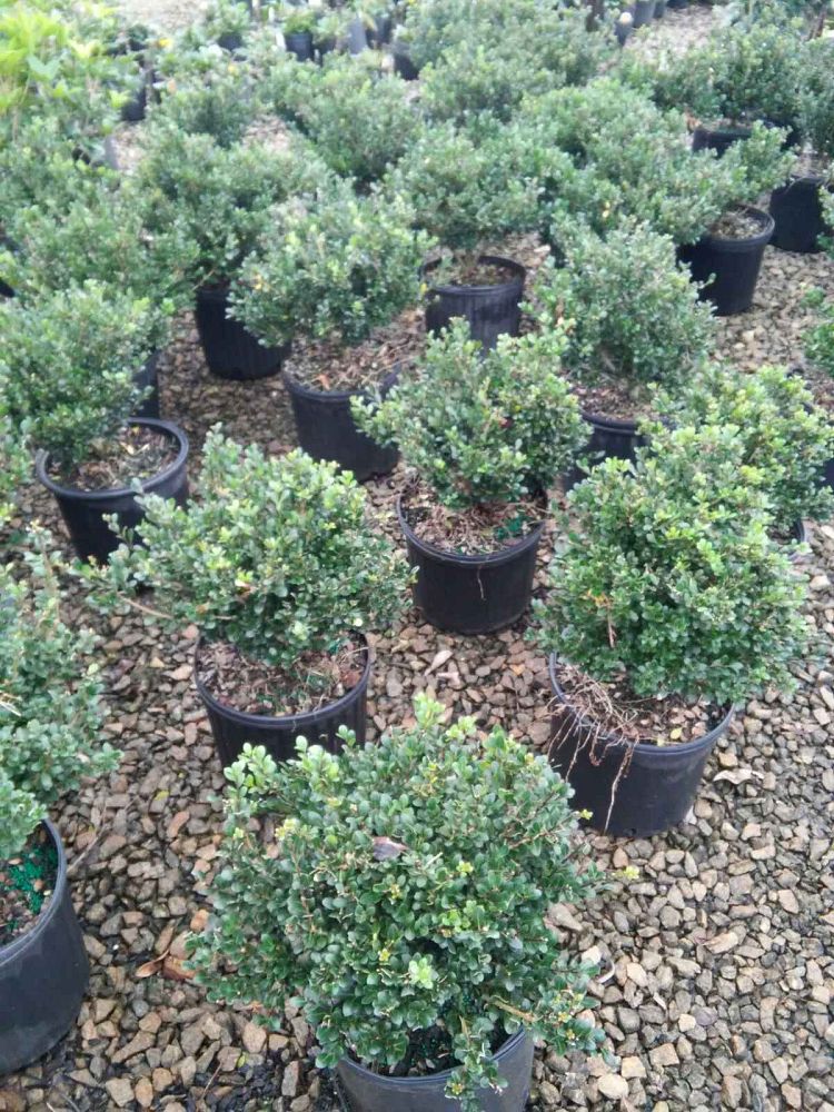 ilex-crenata-compacta-japanese-holly