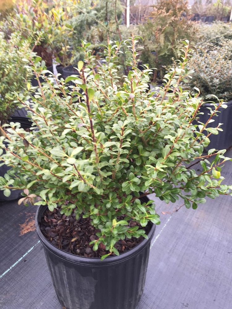 ilex-crenata-compacta-japanese-holly