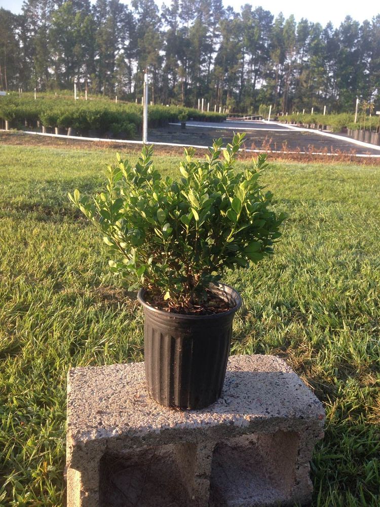 ilex-crenata-compacta-japanese-holly