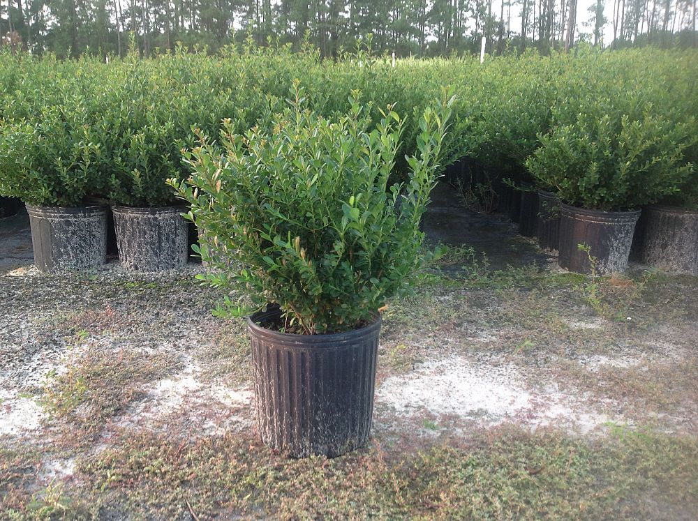 ilex-crenata-compacta-japanese-holly