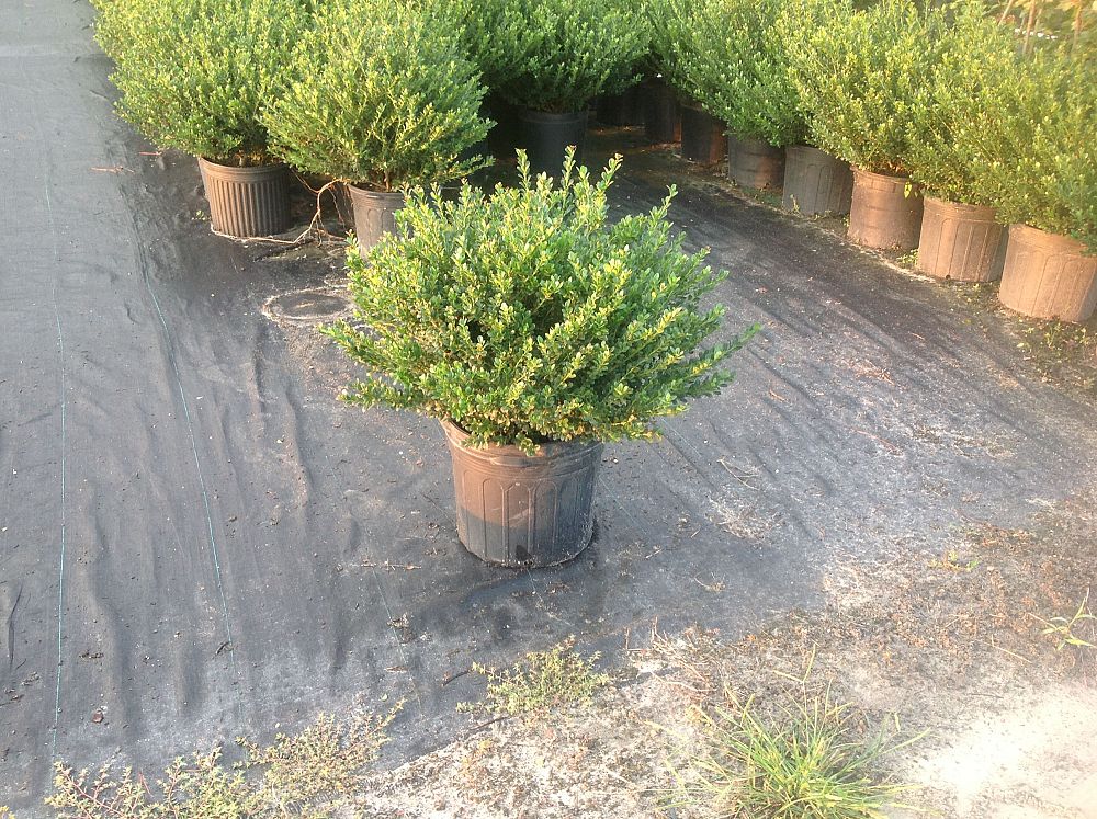 ilex-crenata-compacta-japanese-holly