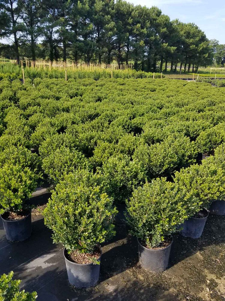 ilex-crenata-compacta-japanese-holly