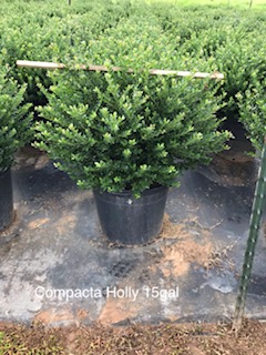 ilex-crenata-compacta-japanese-holly