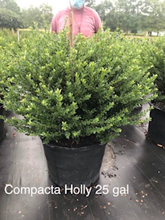 ilex-crenata-compacta-japanese-holly