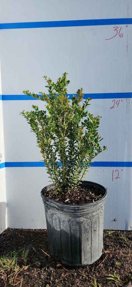 ilex-crenata-compacta-japanese-holly