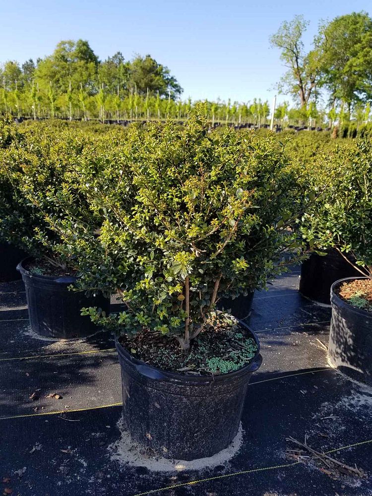 ilex-crenata-compacta-japanese-holly