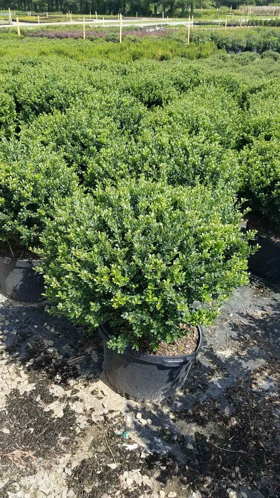ilex-crenata-compacta-japanese-holly