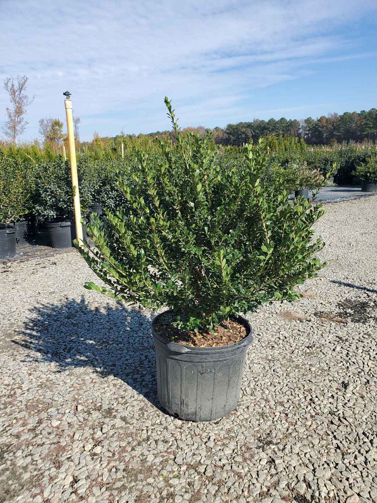 ilex-crenata-compacta-japanese-holly