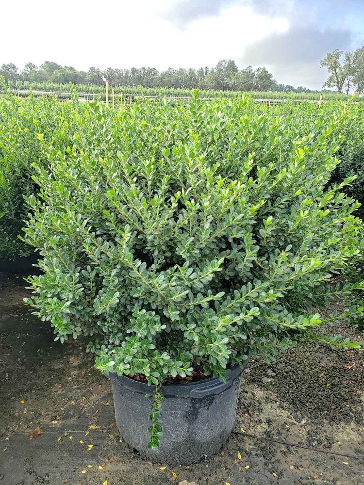 ilex-crenata-compacta-japanese-holly