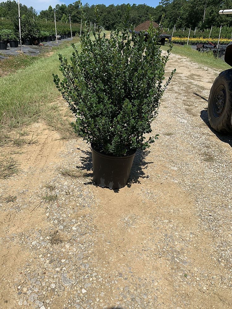 ilex-crenata-compacta-japanese-holly