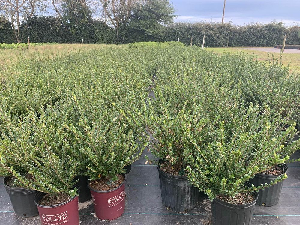 ilex-crenata-compacta-japanese-holly