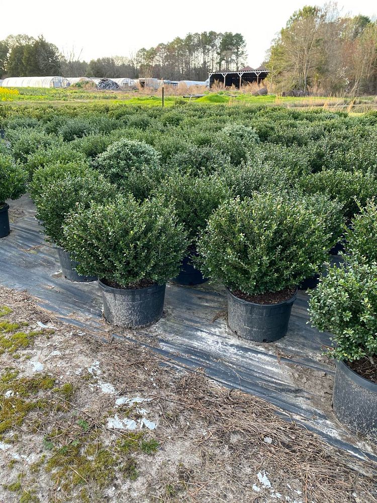 ilex-crenata-compacta-japanese-holly