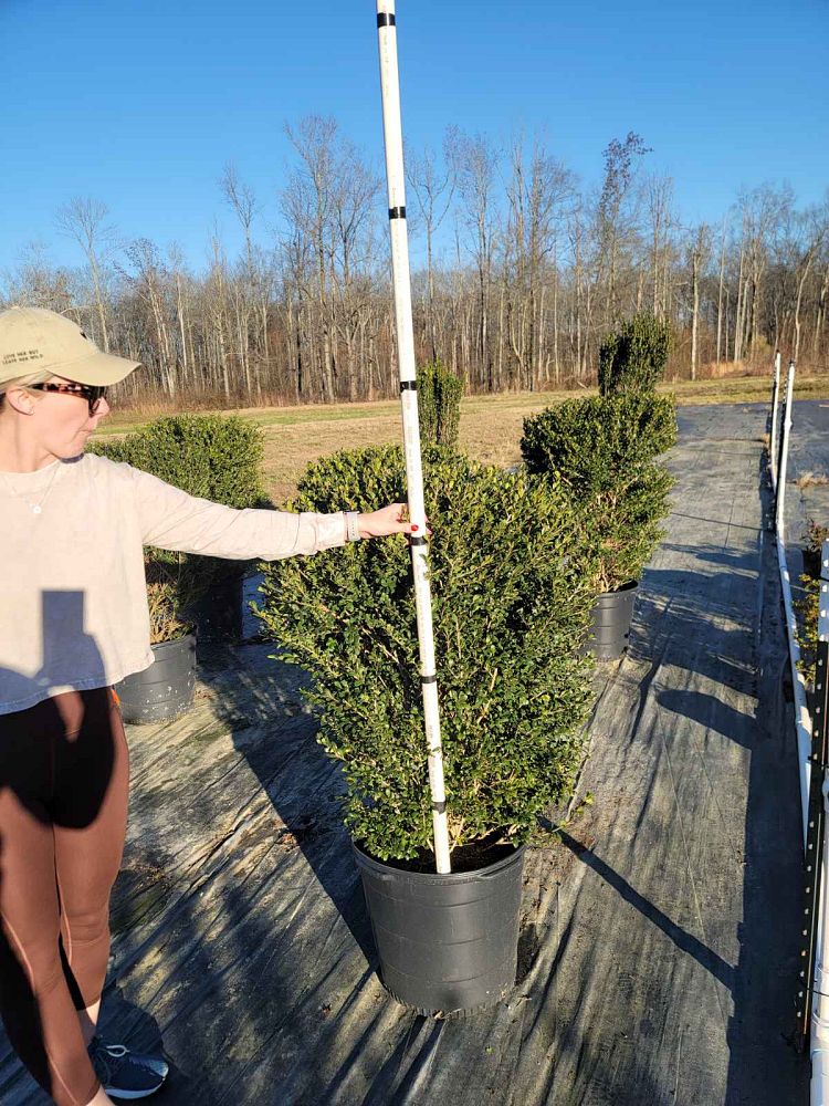 ilex-crenata-compacta-japanese-holly