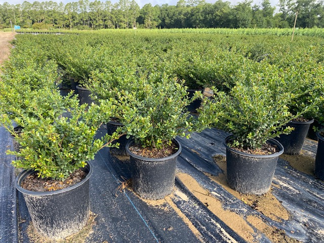 ilex-crenata-compacta-japanese-holly
