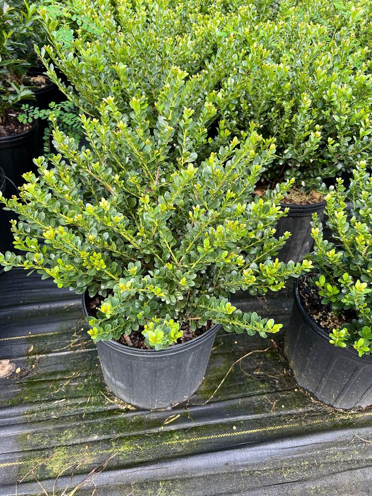 ilex-crenata-compacta-japanese-holly