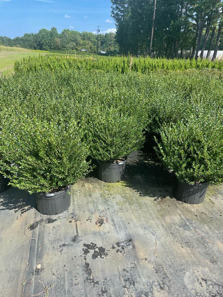 ilex-crenata-compacta-japanese-holly